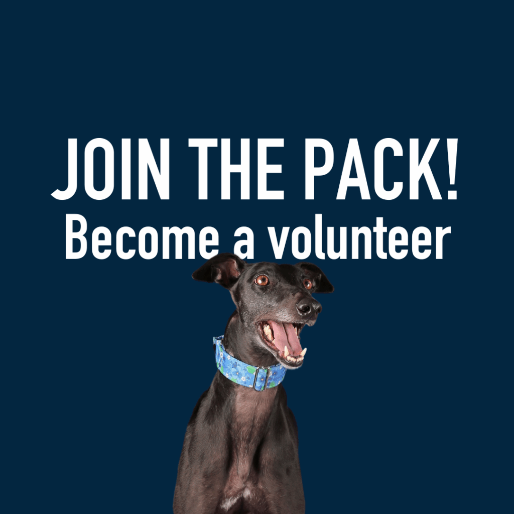 Join the Pack! Become a volunteer