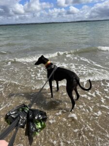 A black greyhound on a leash standing in shallow waves on a beach