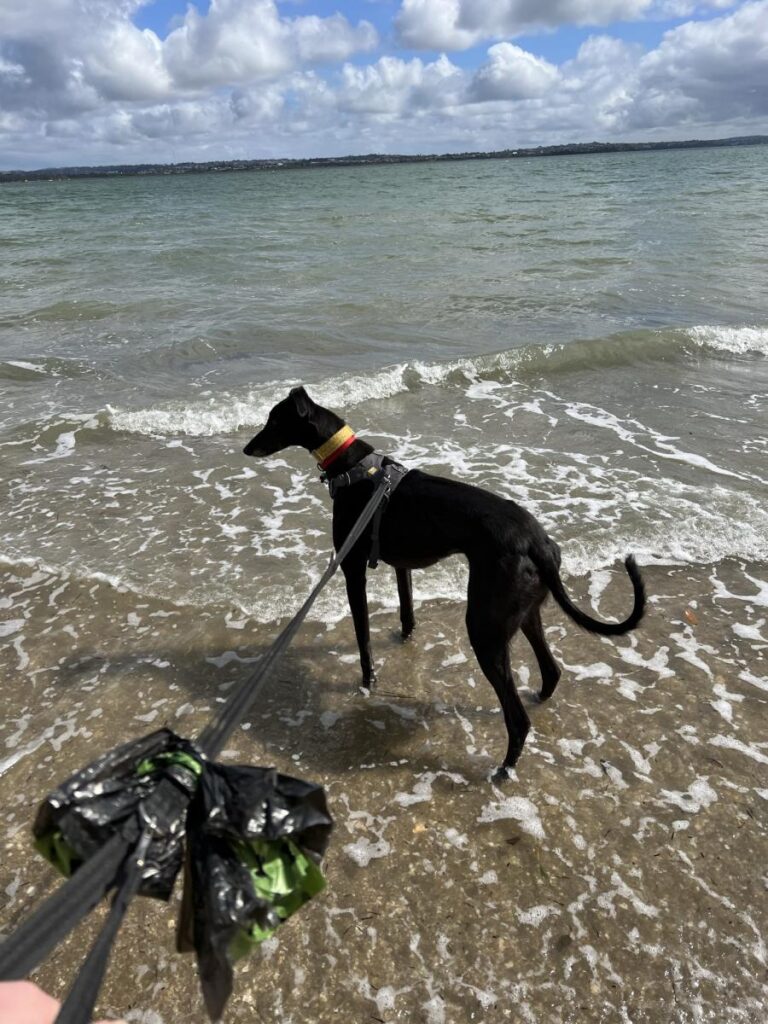 A black greyhound on a leash standing in shallow waves on a beach