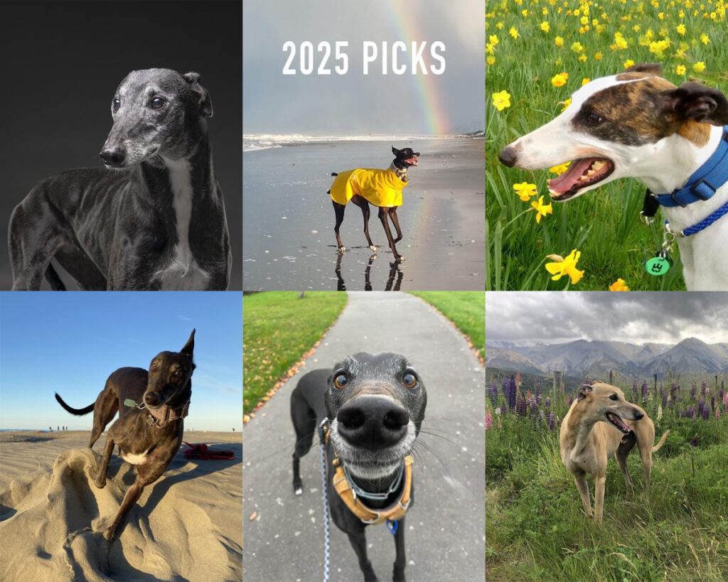 6 image examples of greyhound photos chosen for the 2025 calendar