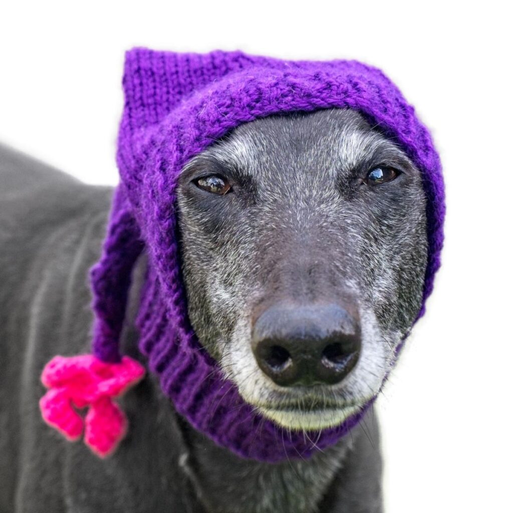 Black greyhound wearing a long purple hat with a pink pompom on the end
